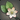 Nymeia Lily