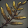 Island Laver