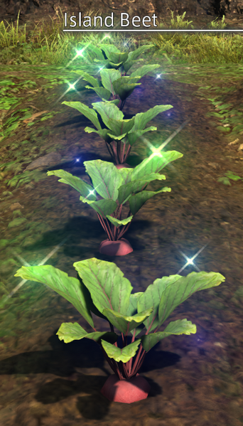 File:Island Beet Mature.png