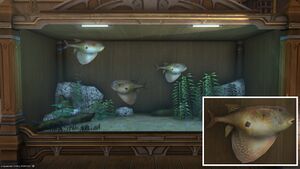 Three Keeled Fugu in a Tier 4 Aquarium with a close-up.