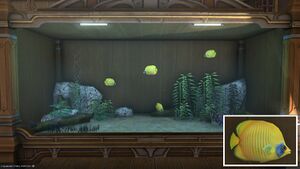 Four Coral Butterflies in a Tier 4 Aquarium with a close-up.