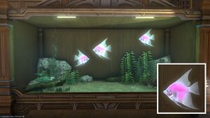 Three Cherubfish in a Tier 4 Aquarium with a close-up.