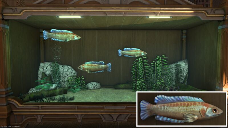 File:Aquarium Preview Nagxian Mullet.jpg