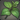 Leafman Foliage