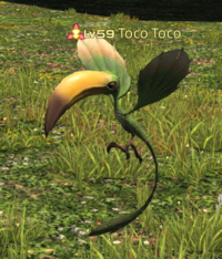 Toco Toco.png