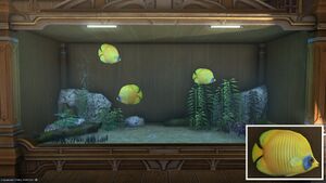 Three Goldenfins in a Tier 4 Aquarium with a close-up.