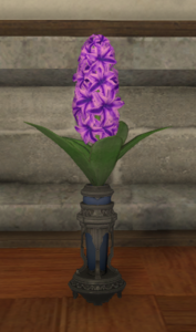 Purple Hyacinths