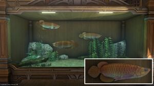 Three Bonytongues in a Tier 4 Aquarium.