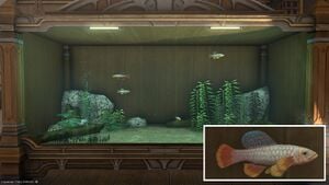 Four Grip Killifish in a Tier 4 Aquarium with a close-up.