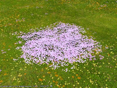 Authentic eastern cherry petal pile img1.jpg