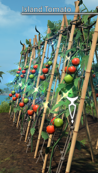 File:Island Tomato Mature.png