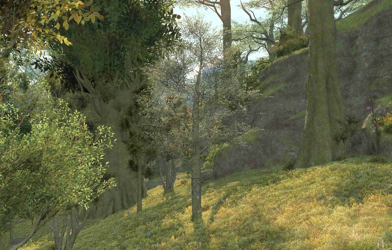 File:The Hedgetree (East Shroud).jpg