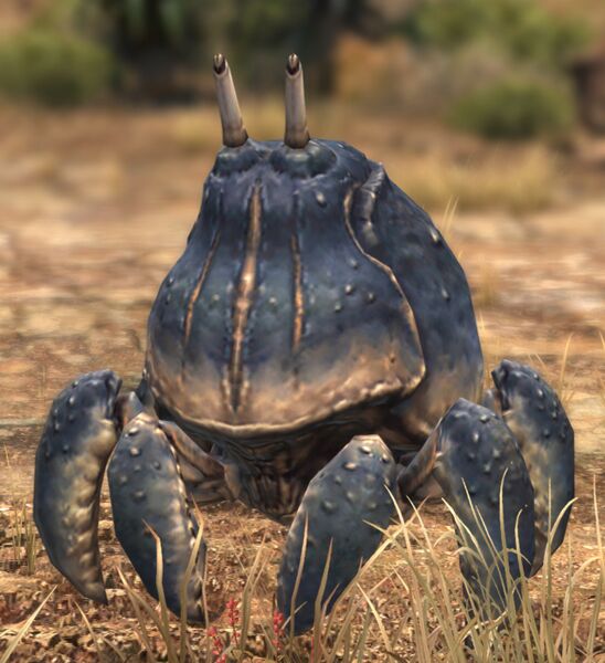 File:Loamshell.jpg