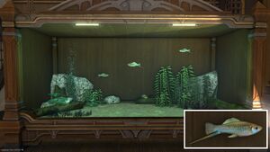 Four Green Swordtails in a Tier 4 Aquarium with a close-up.