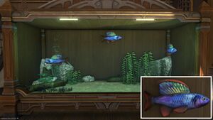 Three Radzbalik in a Tier 4 Aquarium with a close-up.