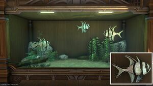 Three of "The Archbishop" in a Tier 4 Aquarium with a close-up.