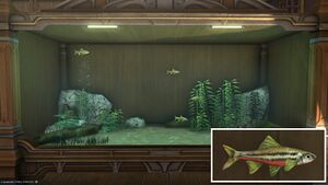 Four Thundering Redbellies in a Tier 4 Aquarium with a close-up.