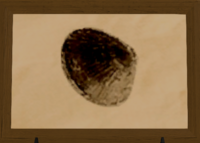 Pond Mussel print.png